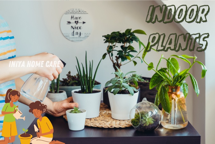 Person watering a collection of indoor plants, illustrating the benefits of greenery for indoor air quality. Iniya Home Care in Pollachi promotes the use of indoor plants to enhance home wellness and environment